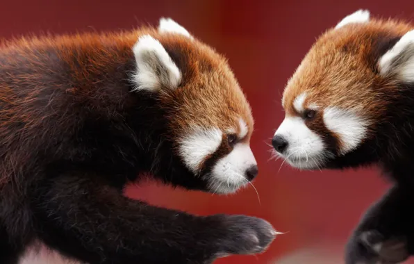 Two, Panda, red, muzzle