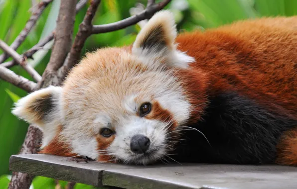 Picture red Panda, firefox, looks
