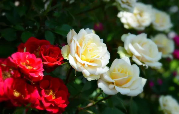 Picture Red roses, Red roses, White roses, White roses