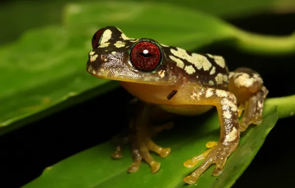 Look, leaves, macro, frog, black background, reptile, spotted, red-eyed