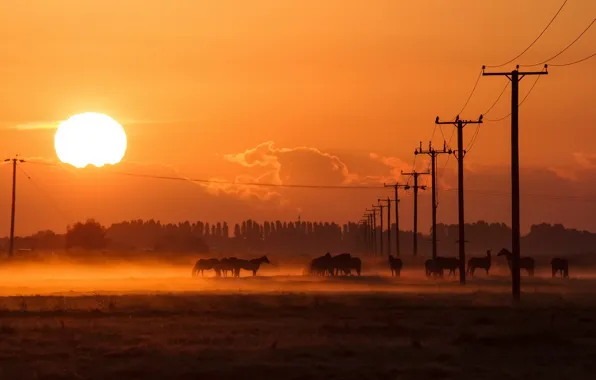 Picture the sun, night, fog, posts, wire, horses, horse