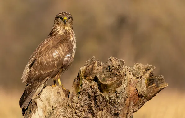 Picture bird, stump, Buzzard, Sarich