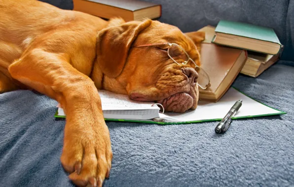 Books, dog, glasses, sleeping, notebook
