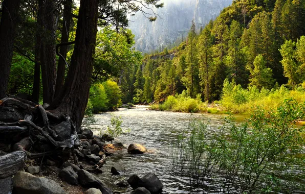 Picture forest, lake, Yosemite, USA, CA