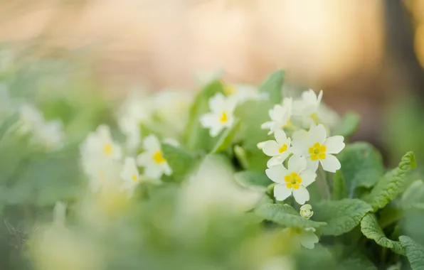 Leaves, flowers, blur, spring, gentle, white, primroses, bokeh