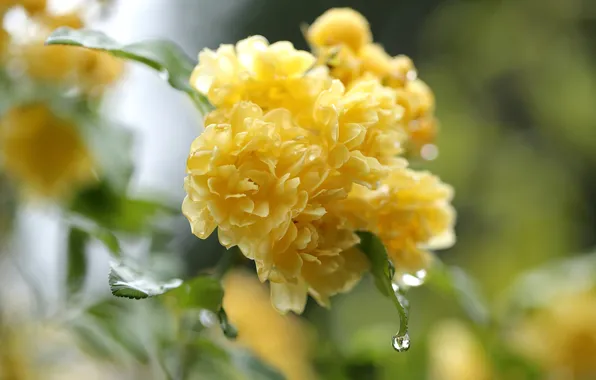 Flowers, drop, yellow, petals