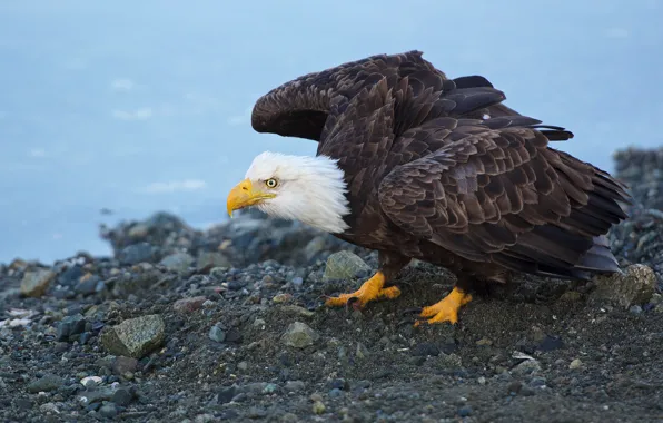 Pose, stones, bird, eagle, shore, pond, predatory, bald eagle