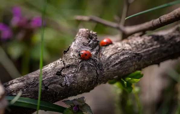 Ladybug, branch, bugs, ladybugs, bokeh