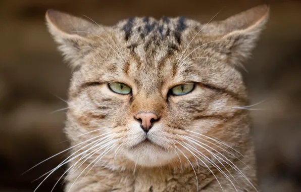 Look, face, wild cat, European cat