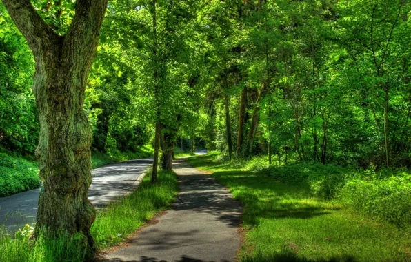 Road, greens, grass, trees, Park, Germany, the sidewalk, Wetzlar