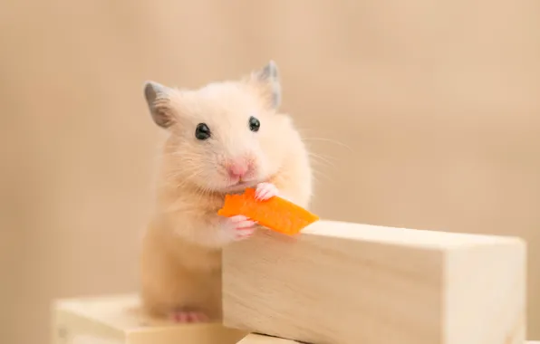 Picture Animals, Rodents, Hamsters