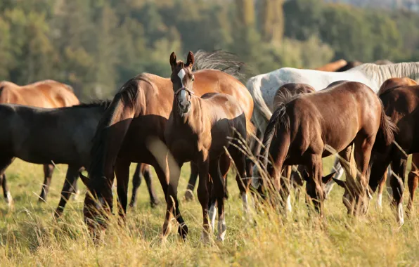 Field, grass, light, horses, horse, pasture, a lot, the herd
