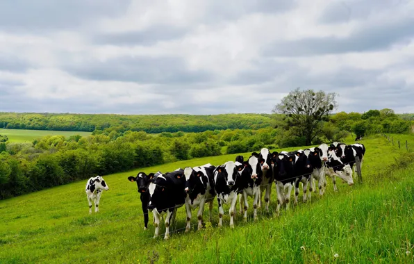 Greens, field, summer, the sky, grass, nature, cow, spring