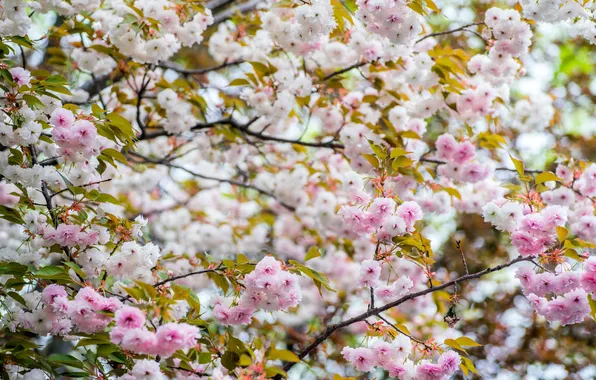 Leaves, flowers, branches, tree, spring, garden, pink, white