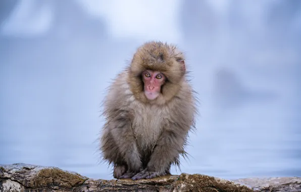 Winter, monkey, cub, Japanese macaques