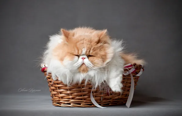 Cat, fluffy, grey background, in the basket, Persidsky cat