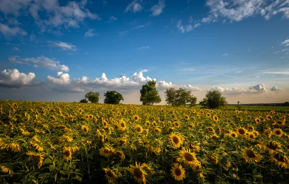 Field, summer, the sky, clouds, light, trees, sunflowers, flowers