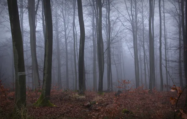 Autumn, forest, trees, nature, fog