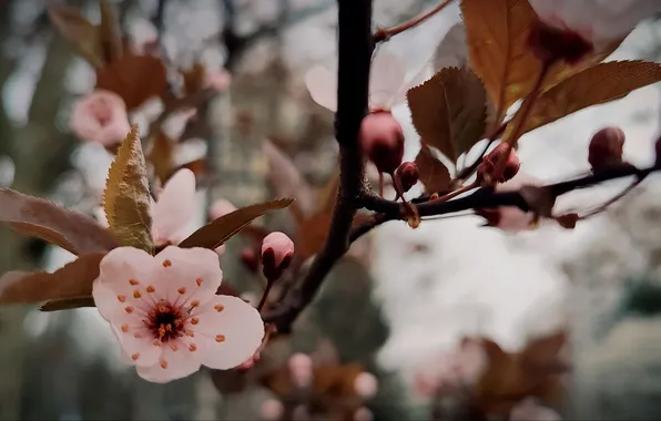 Flowers, nature, background, spring, nature, flowers, kitaika, background