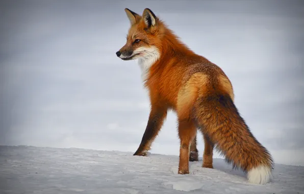 Picture winter, snow, nature, animal, Fox, Fox