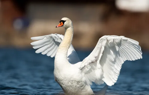 White, pose, bird, wings, Swan