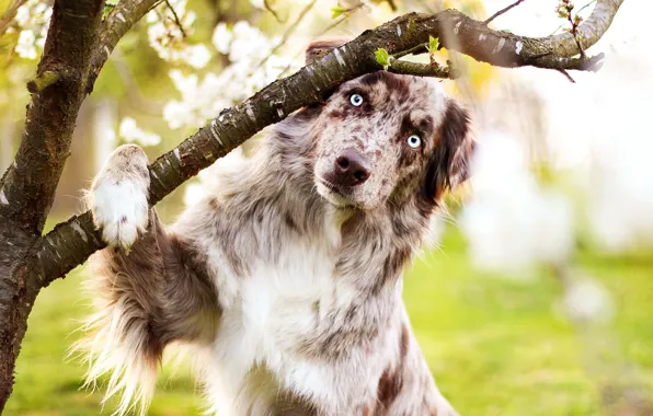 Eyes, pose, tree, dog, branch, spring, Australian shepherd, Aussie