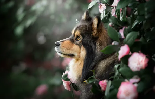 Look, face, leaves, flowers, portrait, dog, profile, bokeh