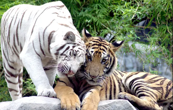 Cats, pair, tigers, white tiger