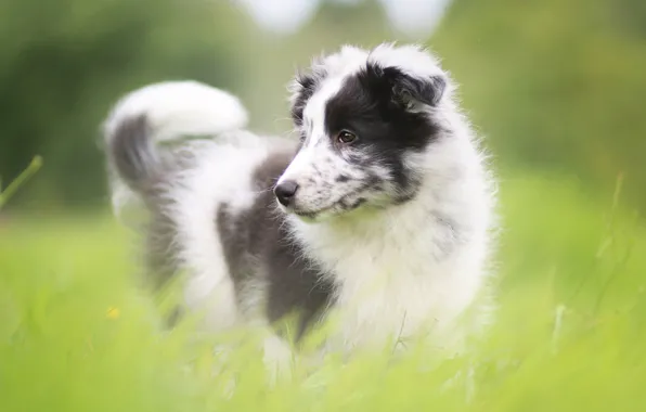 Greens, grass, glade, portrait, dog, puppy, Australian shepherd, motley