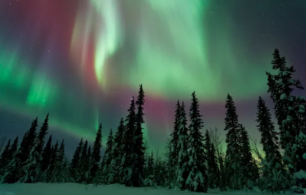Picture winter, forest, the sky, night, Northern lights