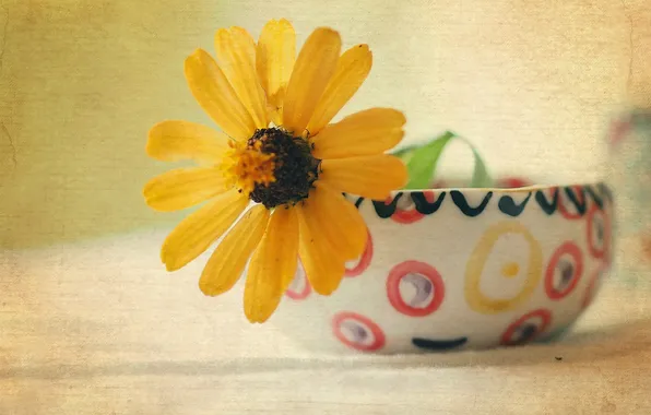 Flower, background, Cup