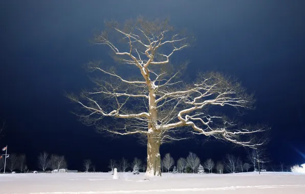 Snow, night, tree