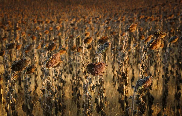 Autumn, sunflowers, nature