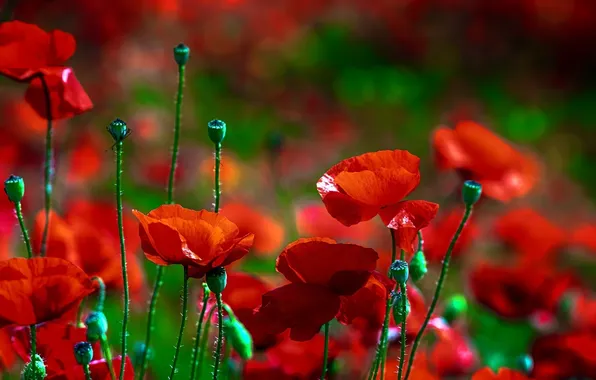 Field, flowers, Maki, flowering