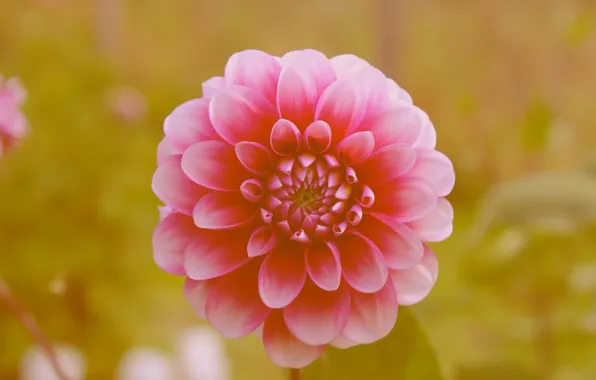 Flowers, petals, bokeh