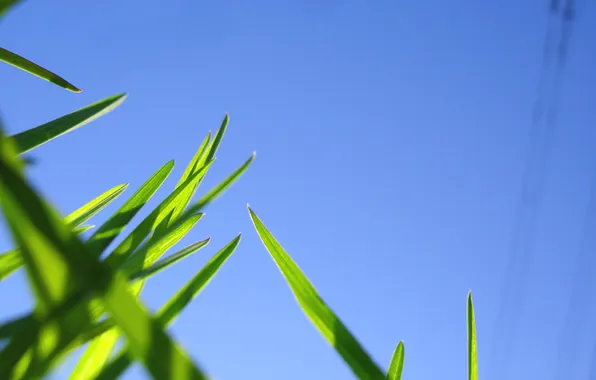 The sky, grass, nature