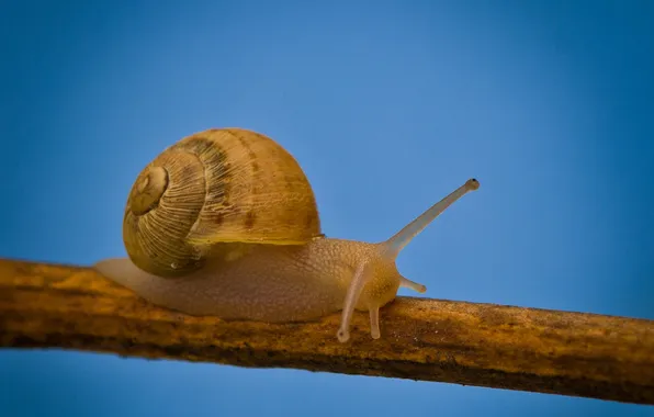 Picture nature, snail, branch, sink