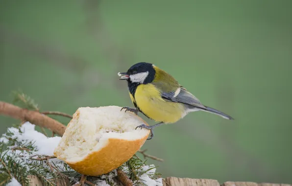 Birds, eats, tit, baton, great tit
