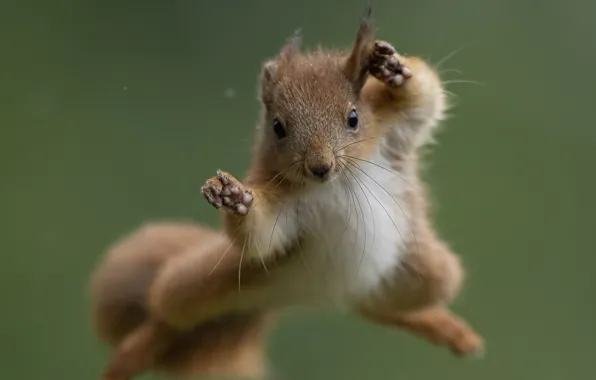 Look, flight, pose, jump, legs, protein, muzzle, tail