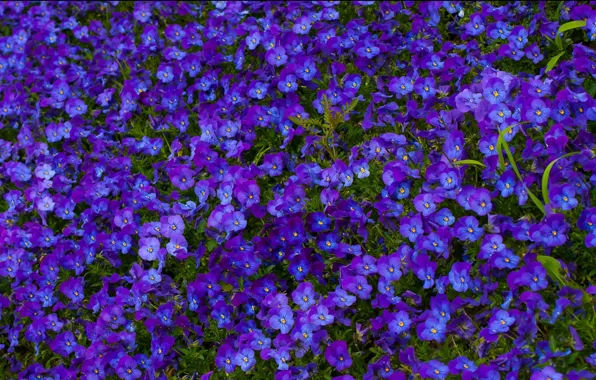 Picture summer, flowers, blue, nature, glade, Pansy