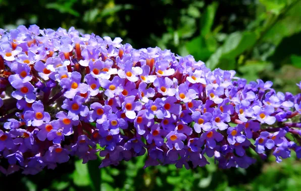 Picture flowers, spring, flowers, flowering, Flowers, blossom, lilac, spring