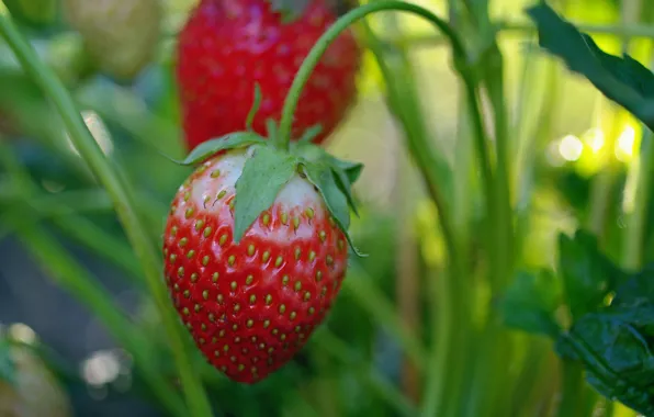 Leaves, strawberry, Berry