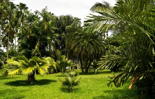 Picture greens, grass, trees, Park, palm trees, Indonesia, Bogor