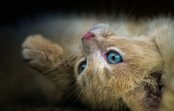 Cat, eyes, look, close-up, pose, muzzle, lies, red