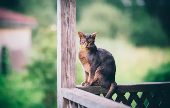 Cat, cat, look, Board, railings, evil, balcony, sitting