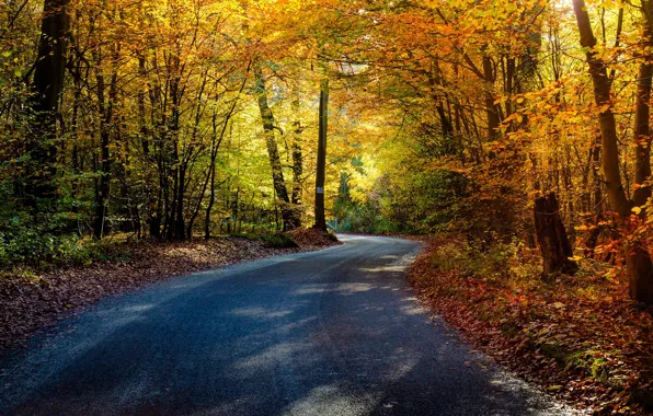 Road, autumn, forest, trees
