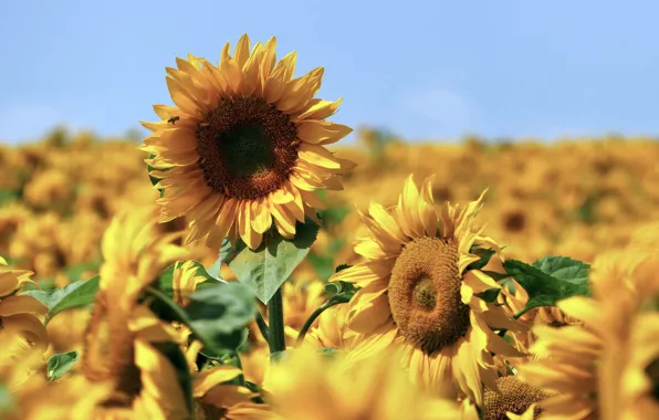 Picture summer, sunflowers, nature