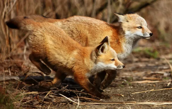 Nature, background, running, Fox, red, a couple, two, Fox