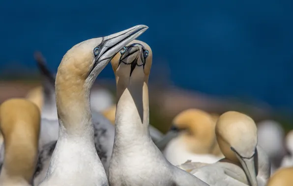 Picture birds, pair, gannets