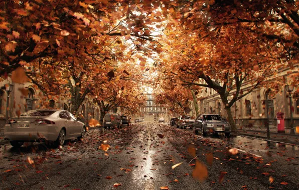 Leaves, the city, street, cars, Orange Shower